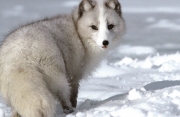 Animali Artici