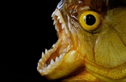 Animali da Paura