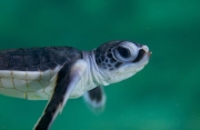 Barriera Corallina