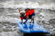 Cani che fanno Surf