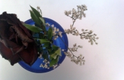 Fiori secchi