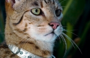 Gatto di Lusso