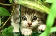 I gatti più dolci del web 