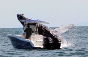 La Balena Dispettosa