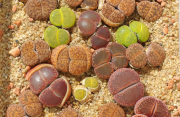 Lithops