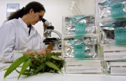 L'uso della Cannabis per curare