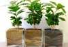 piante da appartamento idea green piante da appartamento idea green