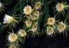 Hylocereus
