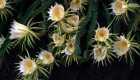 Hylocereus