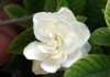 Fiore45302 Fiore45302
