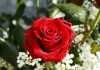 roses photos