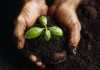 Hands Holding a Seedling and Soil Hands Holding a Seedling and Soil