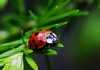 coccinella Una coccinella