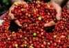 Coffee cherries