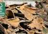 legno-certificato-fsc-mobili-parquet-tropicale Legno FSC - Forest Stewardship Council