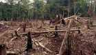 deforestazione amazzonia