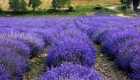potare la lavanda