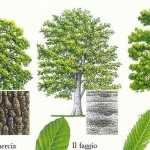 Come riconoscere gli alberi