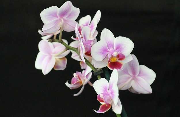 far-rifiorire-orchidea