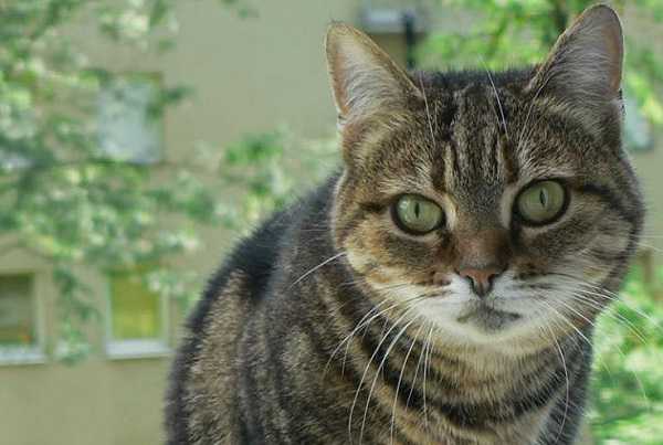 Gatto Soriano Carattere E Prezzo Idee Green