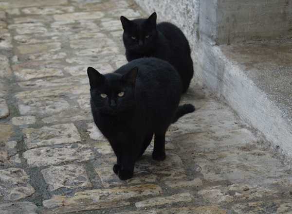 gatto-nero6.jpg