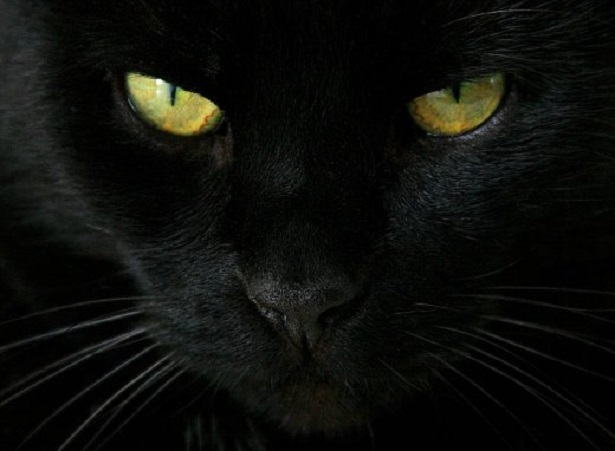 Risultati immagini per gatto nero