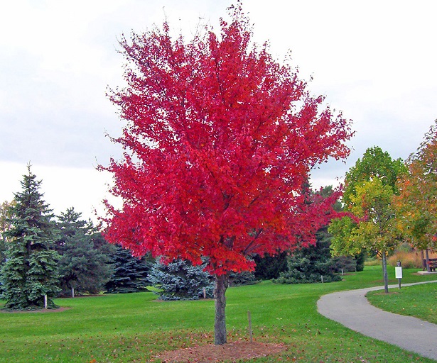 Acero Rosso Giapponese Come Coltivarlo E Prezzo Idee Green Acero Rosso Giapponese Come Coltivarlo E Prezzo Idee Green