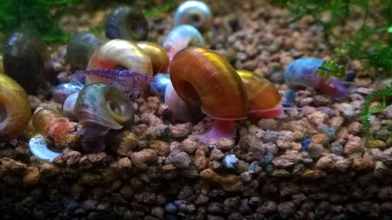 lumache in acquario