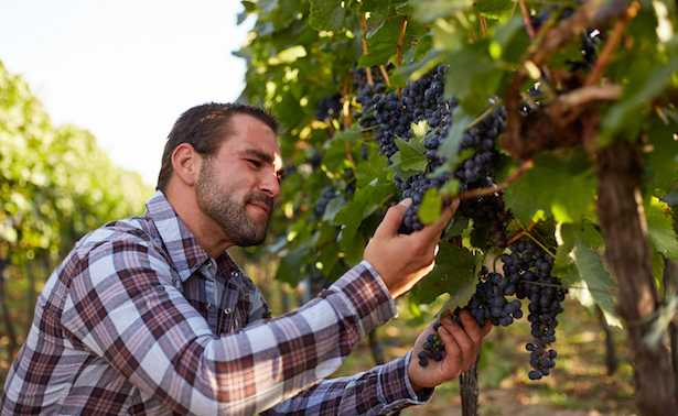 cosa può fare un perito agrario
