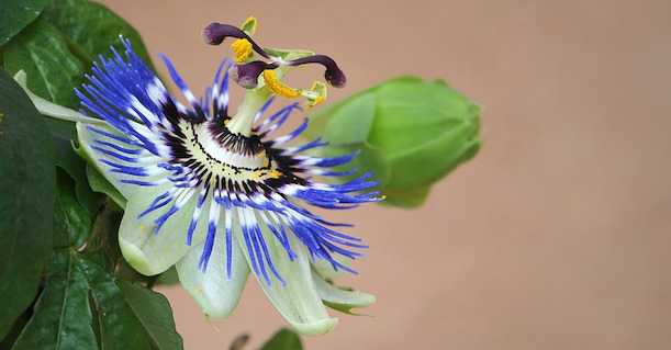 rimedi naturali per dormire bene