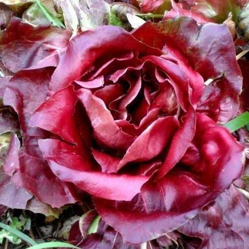 coltivare cicoria rossa