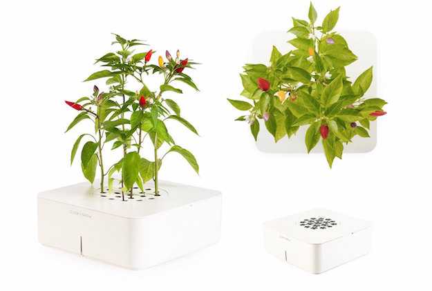 coltivazione in scatola