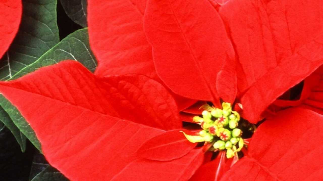 Stella Di Natale Non Fa Foglie Rosse.Come Curare La Stella Di Natale Idee Green