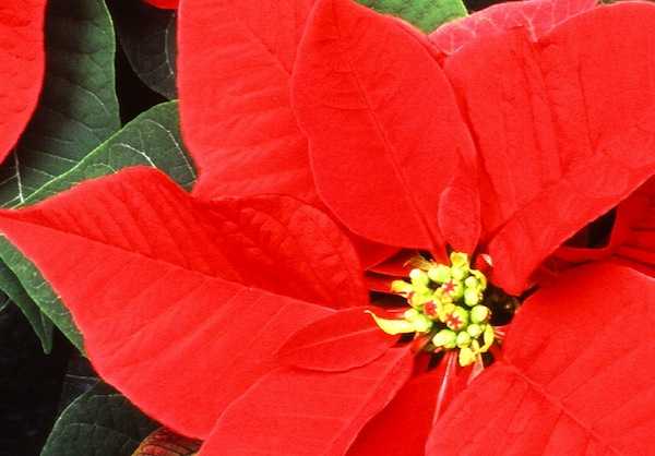 Come Fare Le Foglie Rosse Alla Stella Di Natale.Come Curare La Stella Di Natale Idee Green