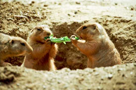 Due scoiattoli condividono cibo