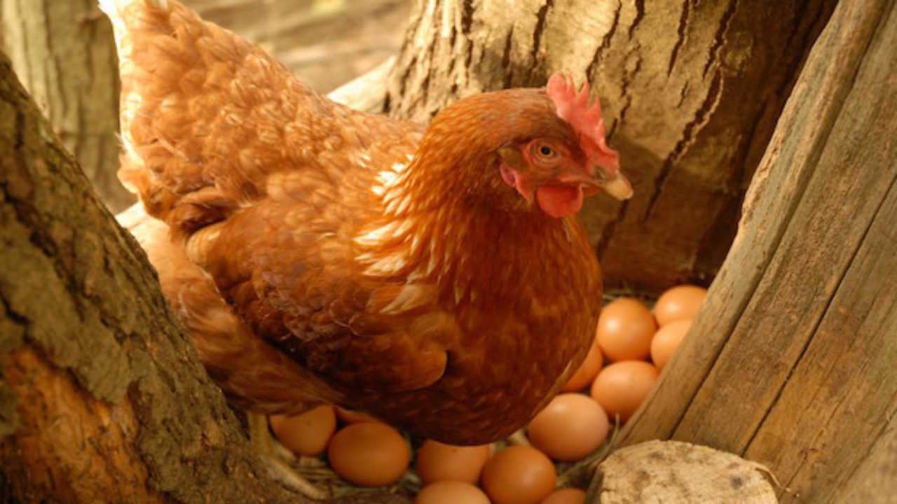 Lalimentazione Delle Galline Idee Green