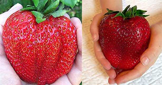 piante fragole giganti semi