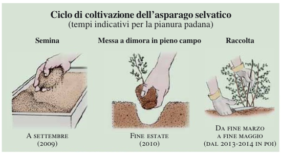 coltivazione asparagi selvatici