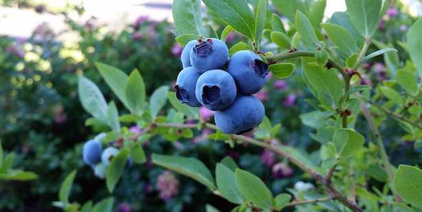 agricoltura biologica