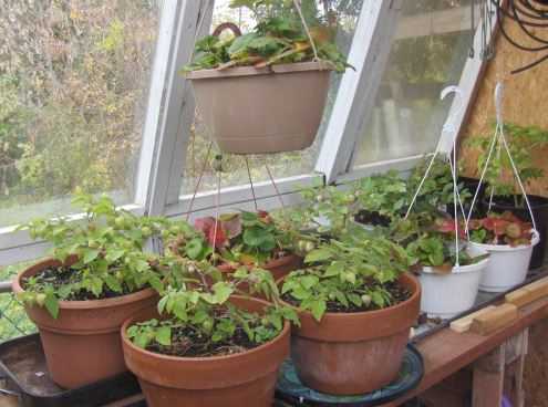 Come rinvasare le piante