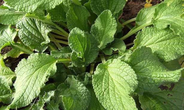 foglie di borragine borago officinalis
