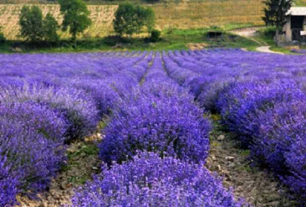 Potare La Lavanda Idee Green