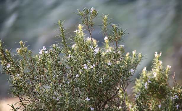 coltivare rosmarino in vaso