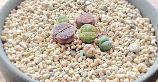 lithops semi cure vendita piante coltivazione