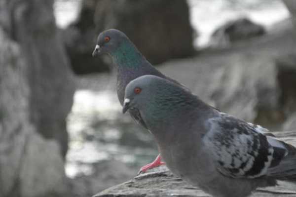 allontanare i piccioni