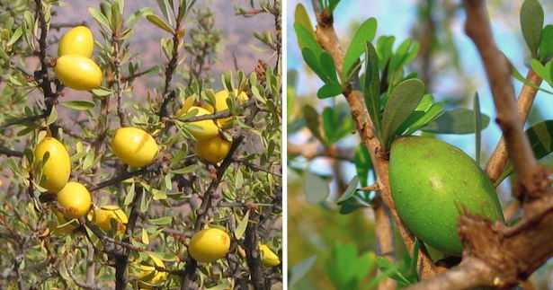 olio argan proprieta benefici pelle cosmesi