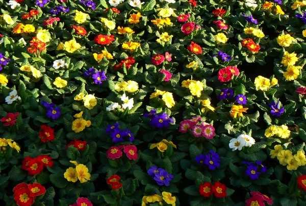 come coltivare primule