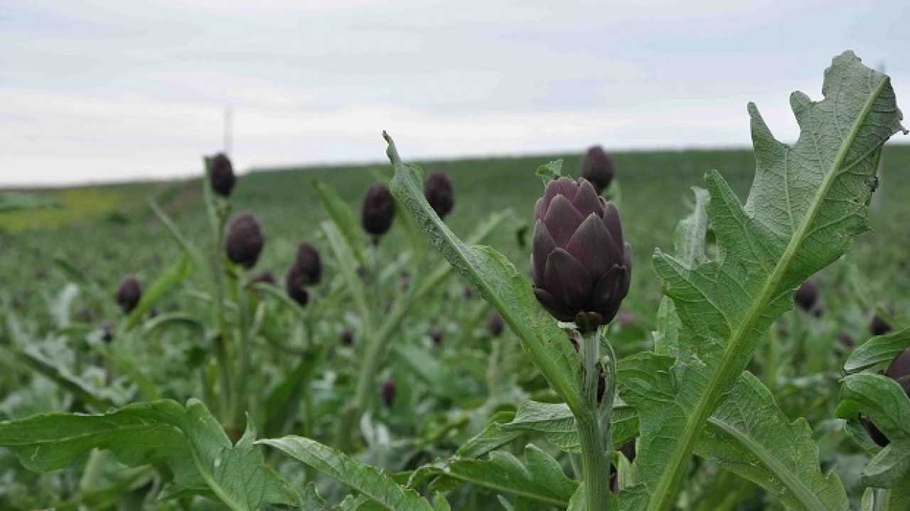 Come Coltivare I Carciofi