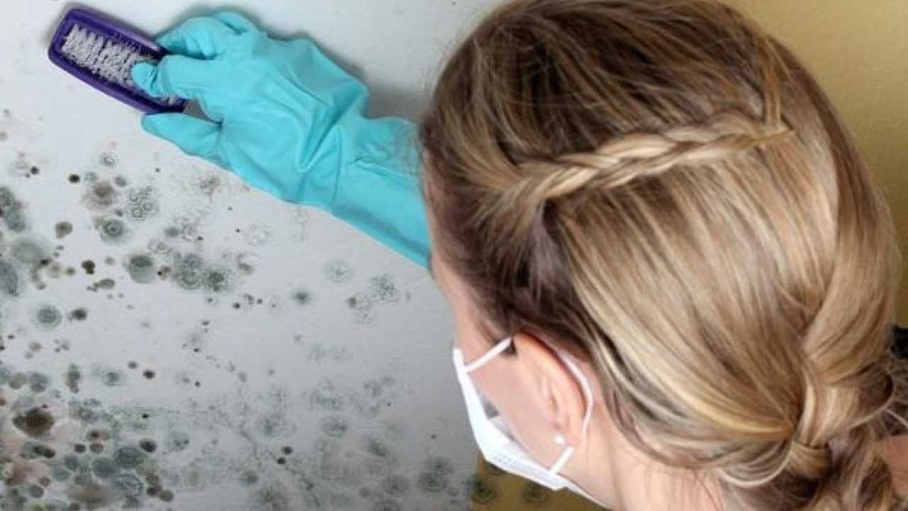 Muffa Sui Muri Tutti I Rimedi Idee Green