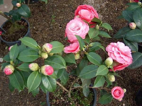 innestare camelia